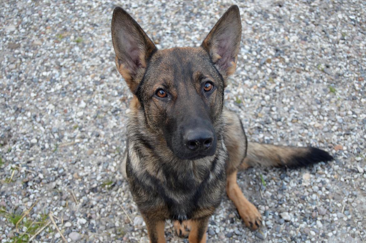 Schæferhund Alice - 27-05-2013 billede 6