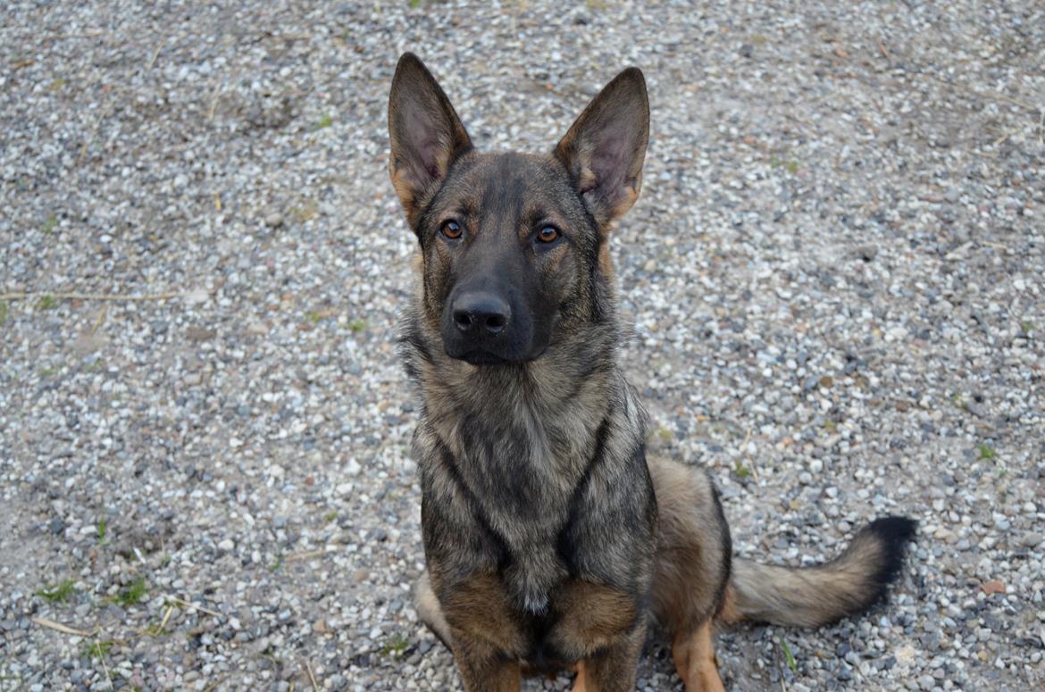 Schæferhund Alice - 27-05-2013 billede 7