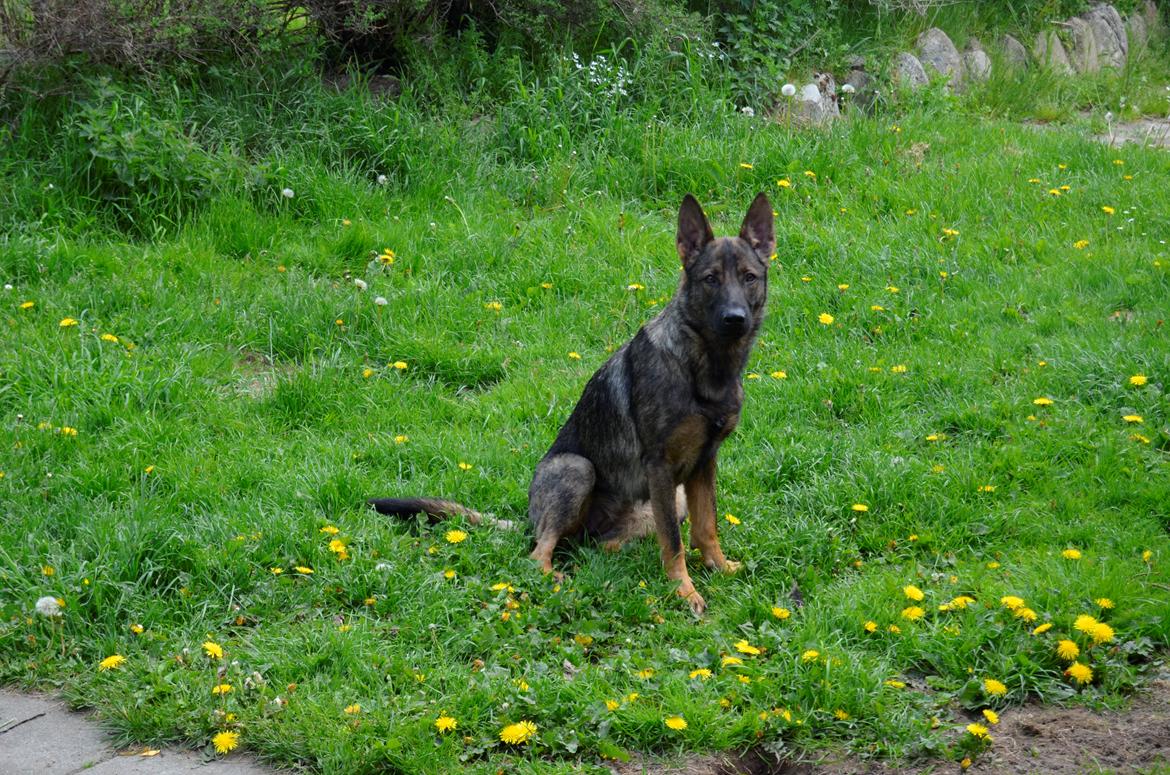 Schæferhund Alice - 31-05-2013 billede 9