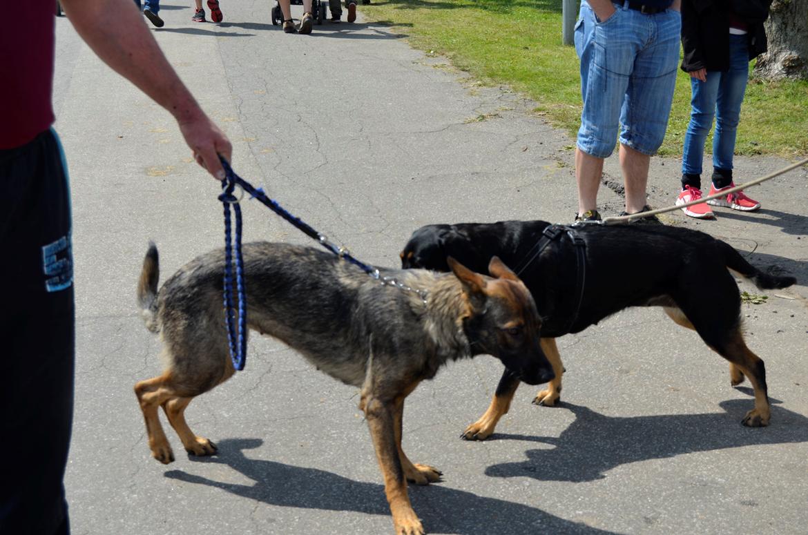 Schæferhund Alice - 05-07-2013 - første gang med på dyrskue billede 10