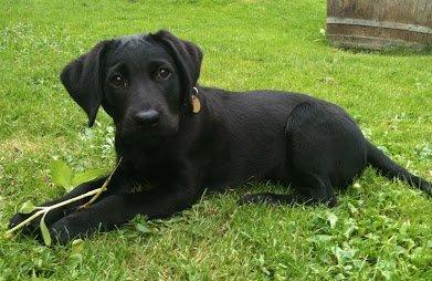 Labrador retriever Tøffe - Tøffe 11uger -måtte jeg ikke trække alle dine solsikker op ? Jamen det vidste jeg jo ikke. billede 4