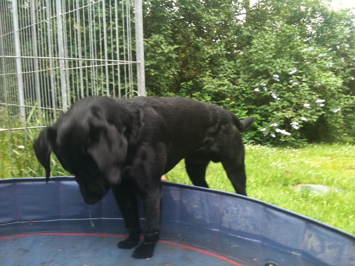 Labrador retriever Tøffe - Tøffe 1 år
Nyt badebassin billede 8