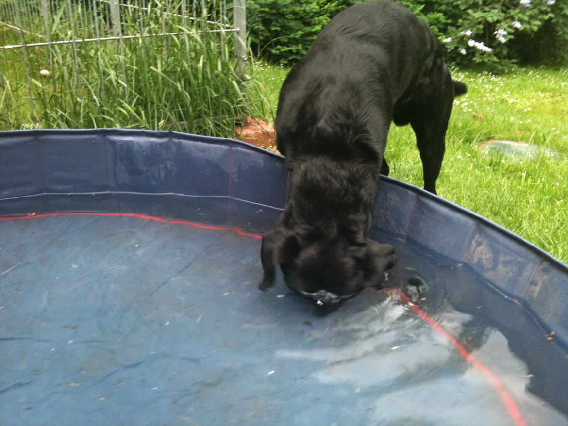 Labrador retriever Tøffe - Tøffe 1 år 
Nyt badebassin billede 7
