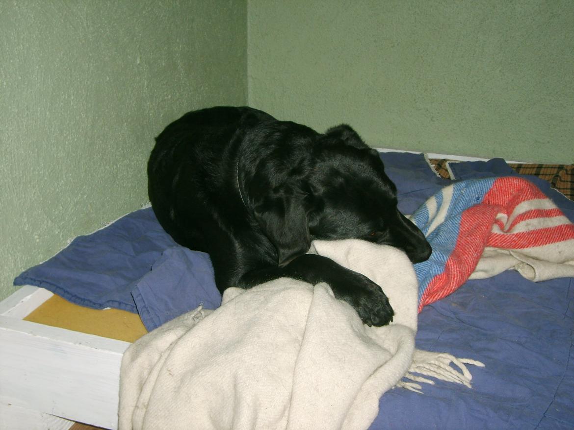 Labrador retriever Tøffe - Tøffe er gået i seng med sin sutteklud billede 10