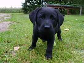 Labrador retriever Tøffe - Hvad laver du ? billede 3