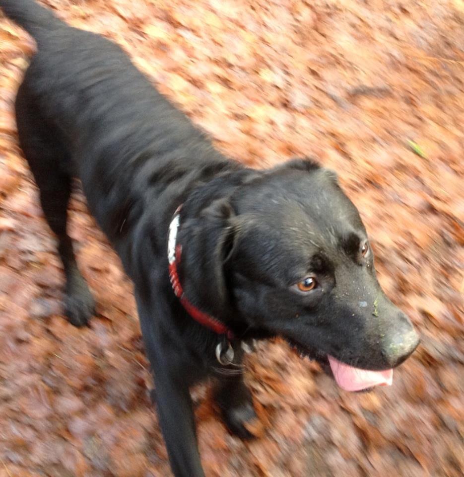 Labrador retriever Tøffe - Krudtmåsen i skoven vinter 2012/13 billede 11