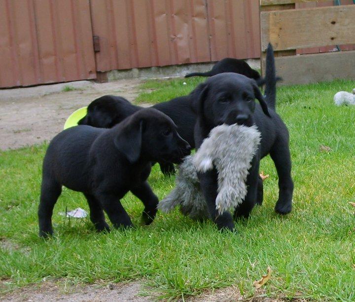 Labrador retriever Tøffe - VUNDET - Tøffe og søskende ca 7 uger billede 1