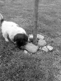 Japansk spids Pepsi billede 1