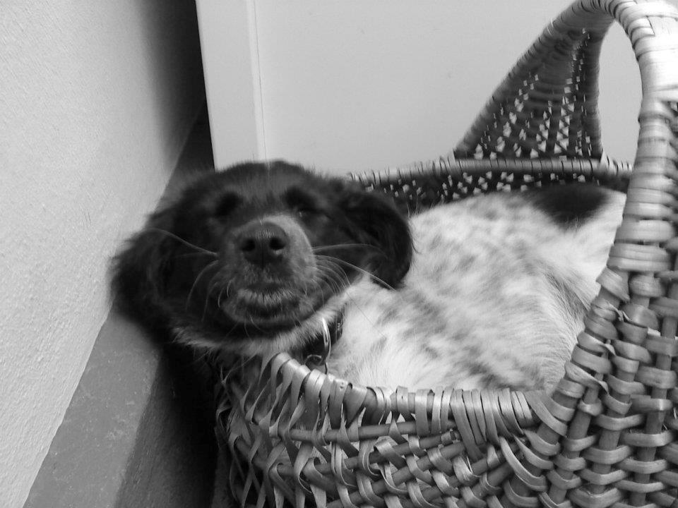 Japansk spids Pepsi billede 2