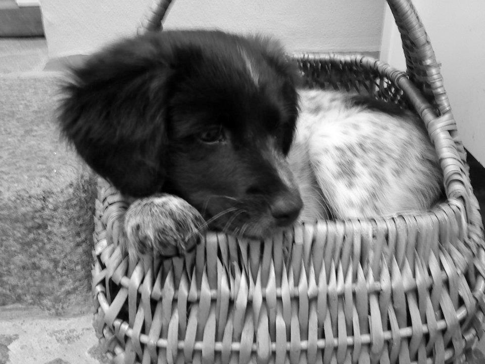 Japansk spids Pepsi billede 3