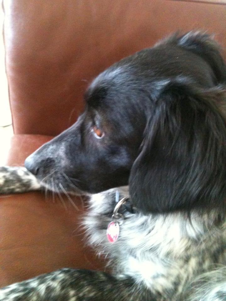 Japansk spids Pepsi billede 4