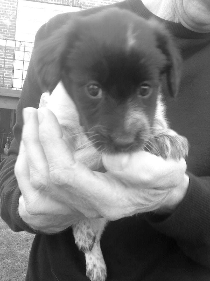 Japansk spids Pepsi billede 5