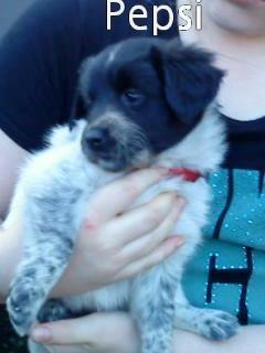 Japansk spids Pepsi billede 6