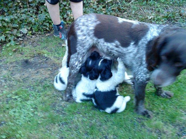 Japansk spids Pepsi billede 7