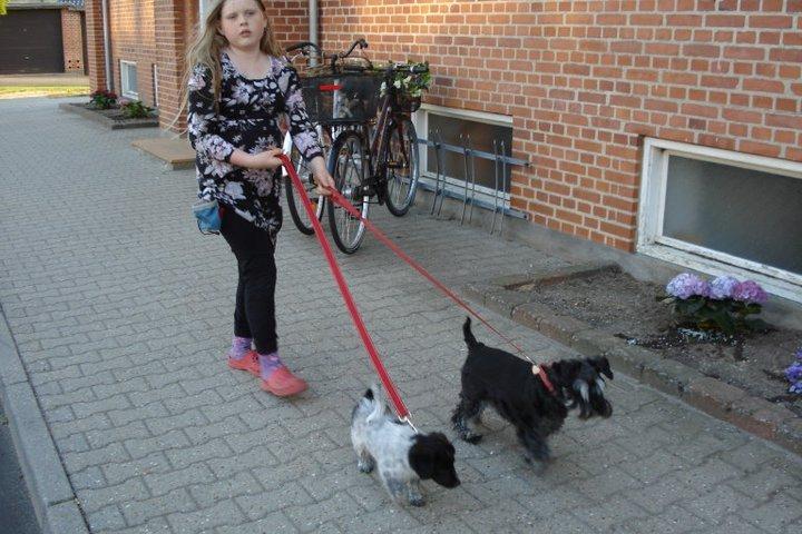 Japansk spids Pepsi billede 8