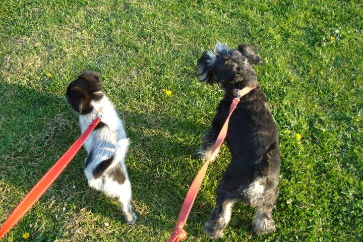 Japansk spids Pepsi billede 9