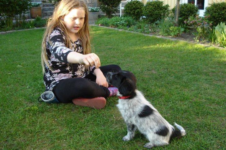 Japansk spids Pepsi billede 10