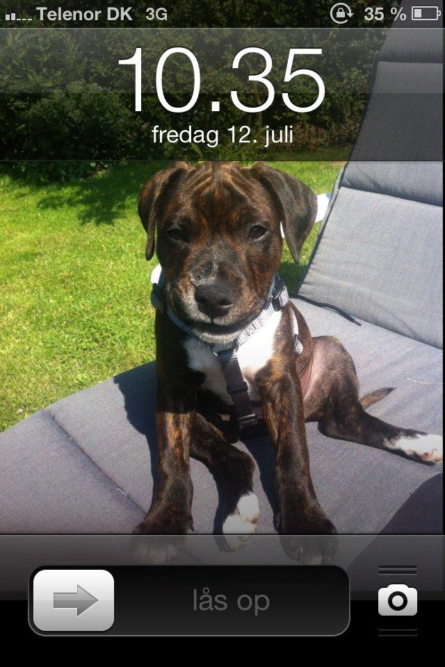 Staffordshire bull terrier KAY billede 1