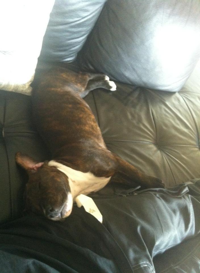 Staffordshire bull terrier KAY billede 2