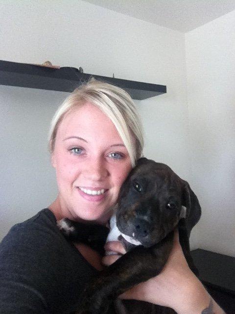 Staffordshire bull terrier KAY billede 3