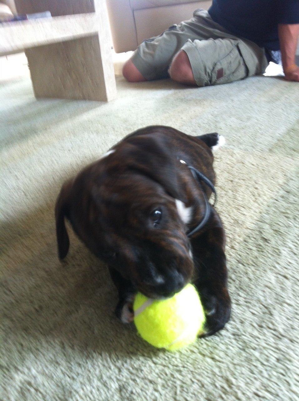 Staffordshire bull terrier KAY billede 4