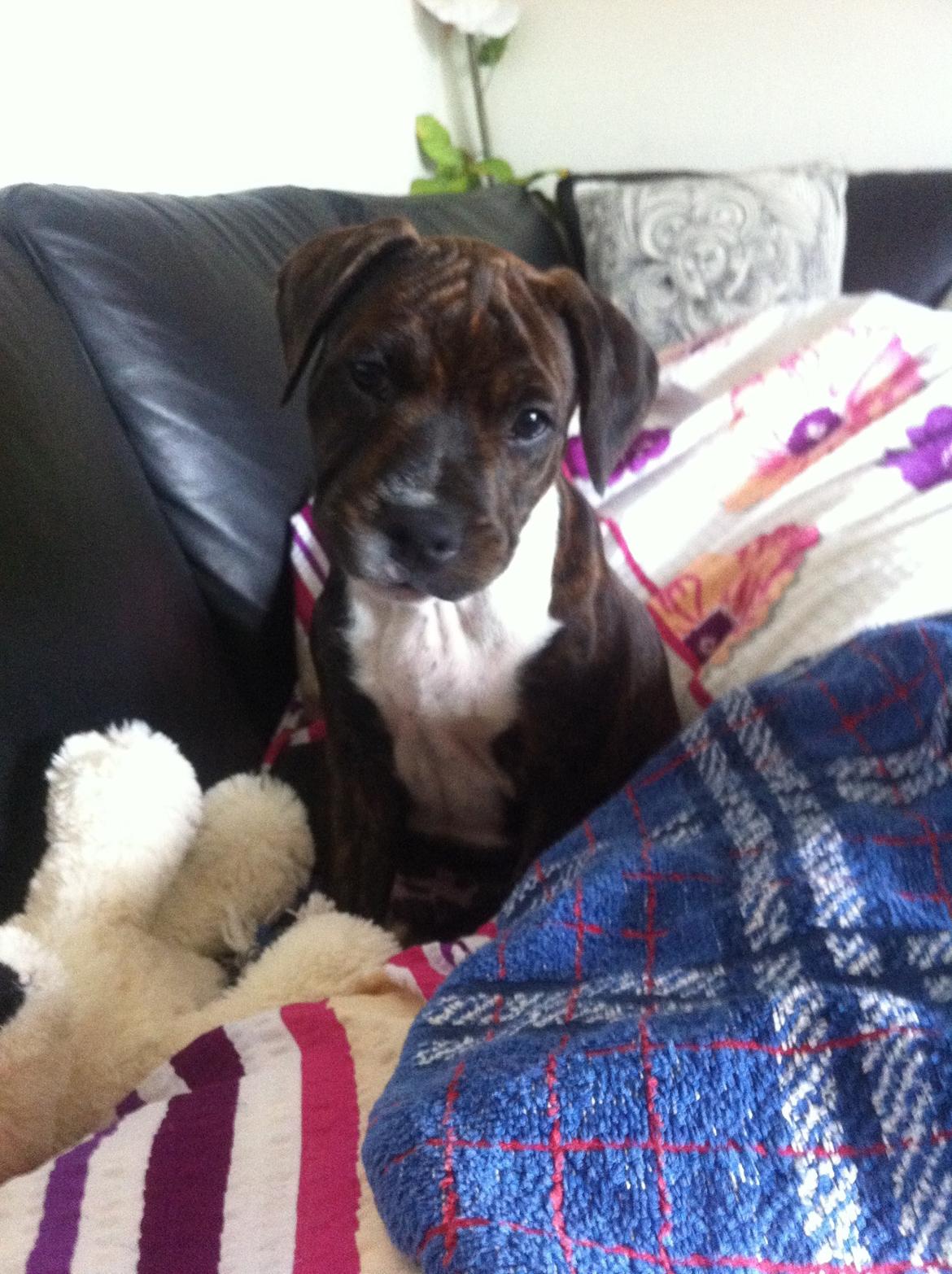 Staffordshire bull terrier KAY billede 5