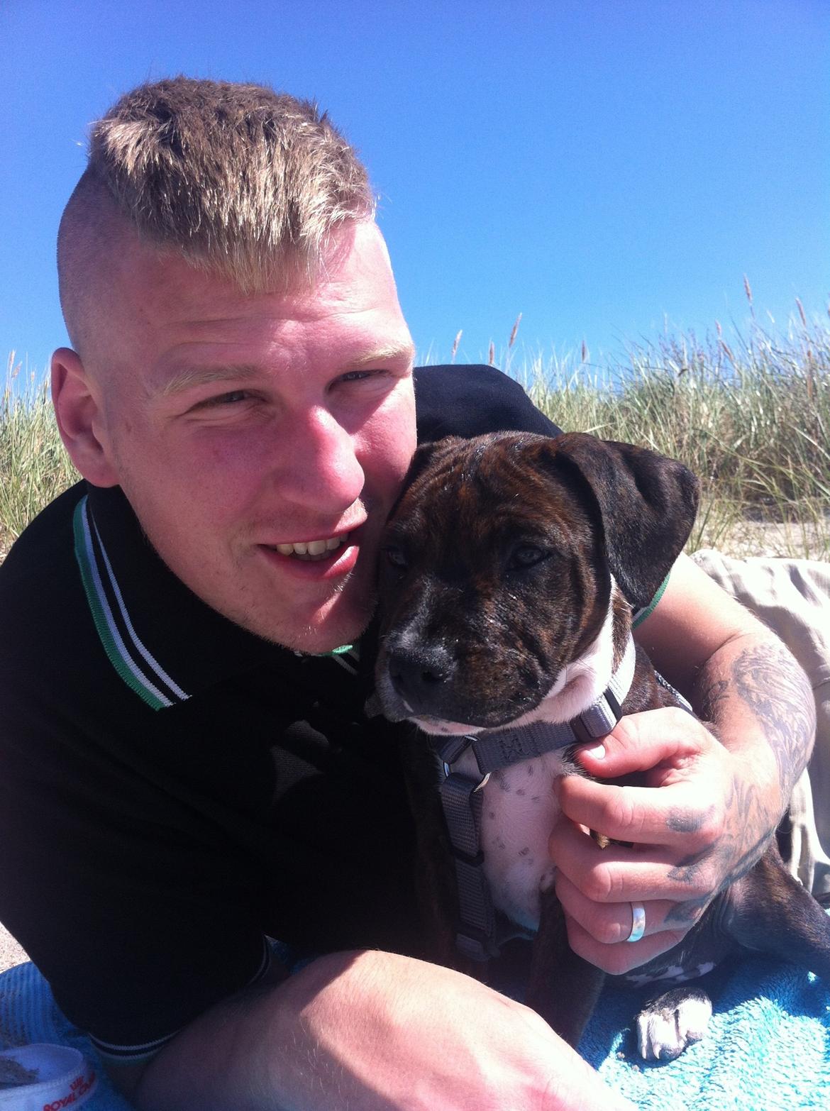 Staffordshire bull terrier KAY billede 7