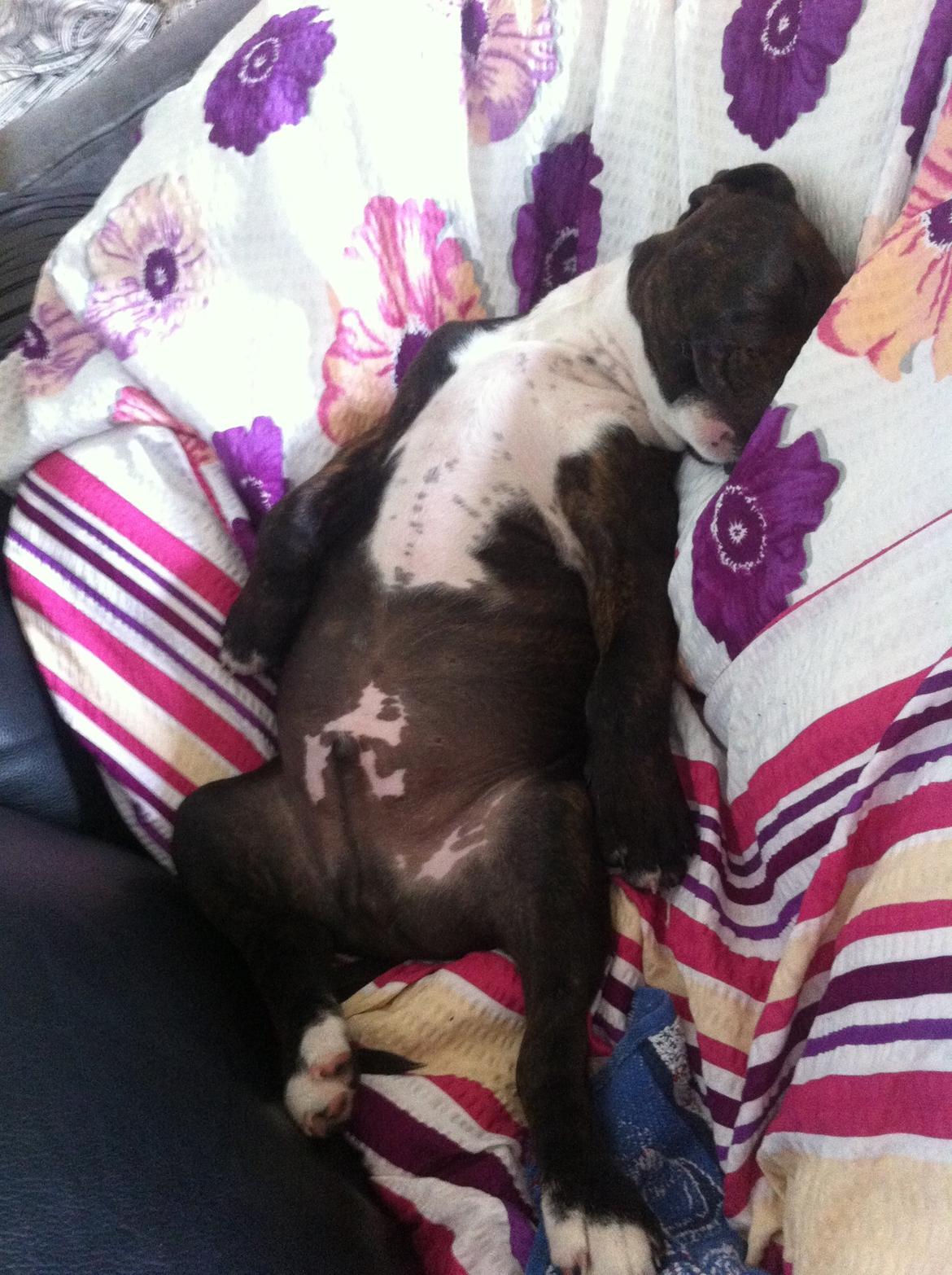 Staffordshire bull terrier KAY billede 8