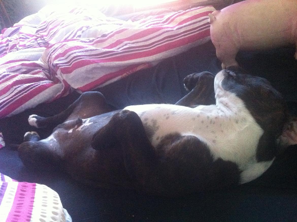 Staffordshire bull terrier KAY billede 9