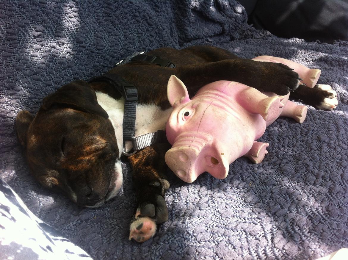 Staffordshire bull terrier KAY billede 10