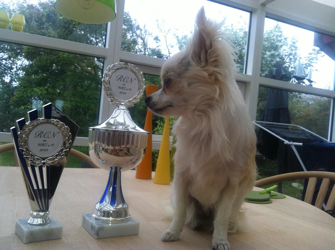 Chihuahua Allie - 2 internationale førstepladser med cert.åben klasse Schleswig- Holstein sieger og Nord cup sieger billede 23