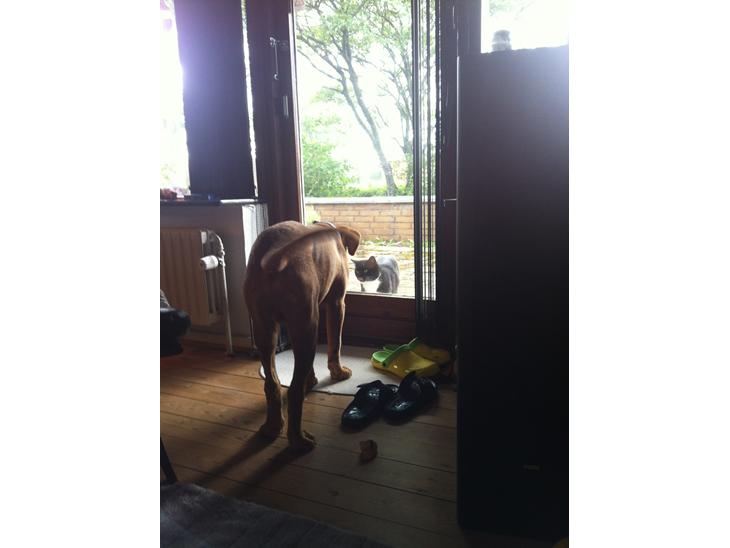 {{currentPhoto.altText}} billede {{currentPhoto.number}}