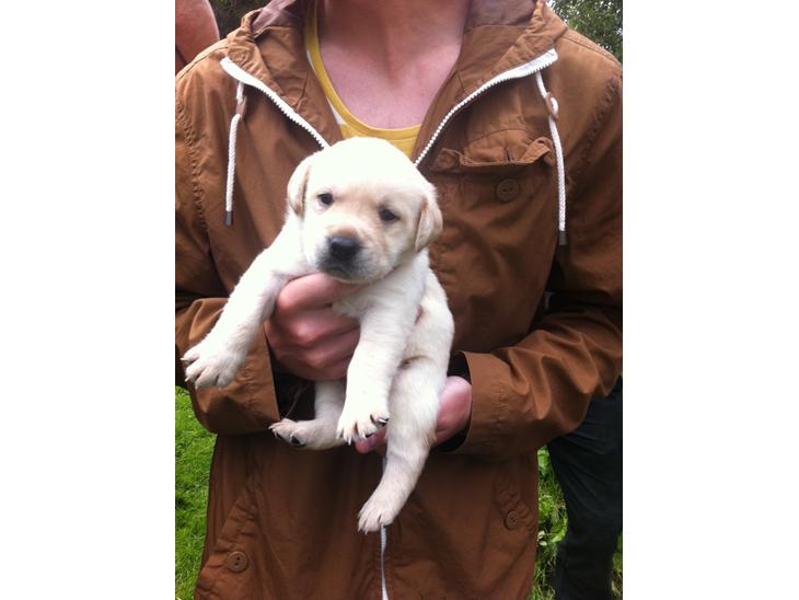 Labrador retriever Zeus billede 1