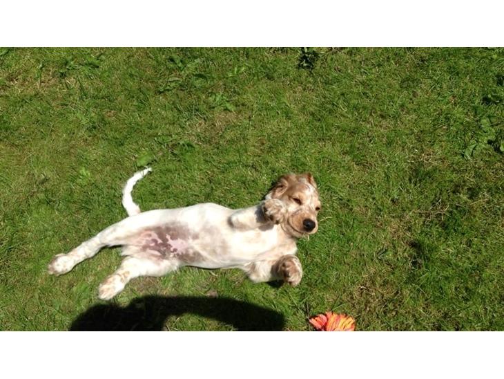 Cocker spaniel Karlo billede 8