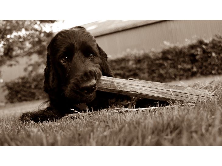 Cocker spaniel Højbjerg Euphorbiastjerne Cito billede 1