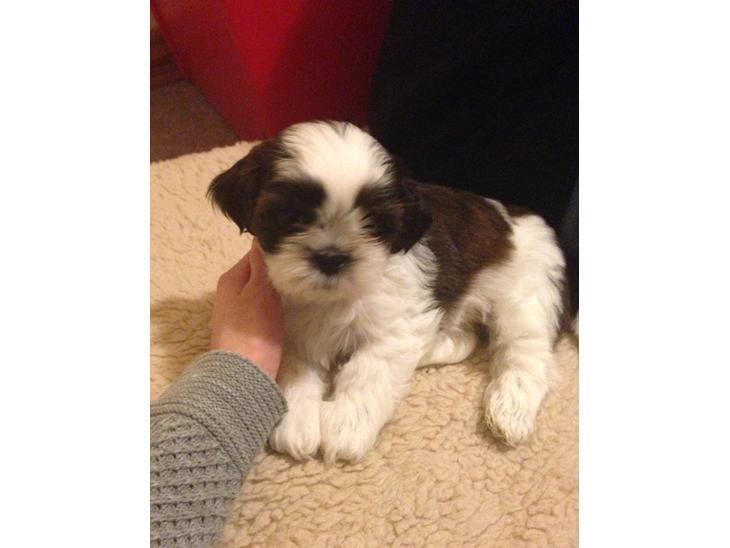 {{currentPhoto.altText}} billede {{currentPhoto.number}}