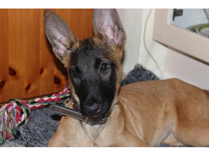 {{currentPhoto.altText}} billede {{currentPhoto.number}}