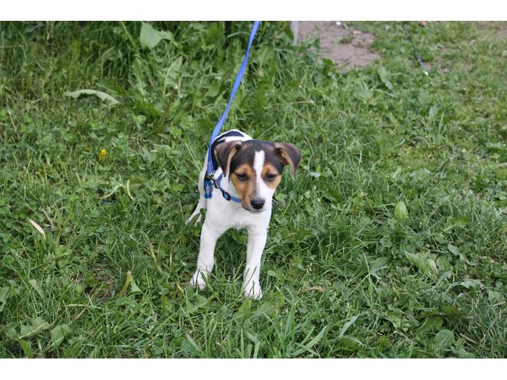 Dansk svensk gaardhund Milo - Milo på tur billede 1