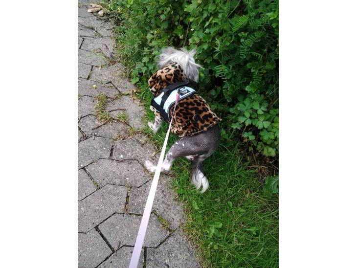 {{currentPhoto.altText}} billede {{currentPhoto.number}}