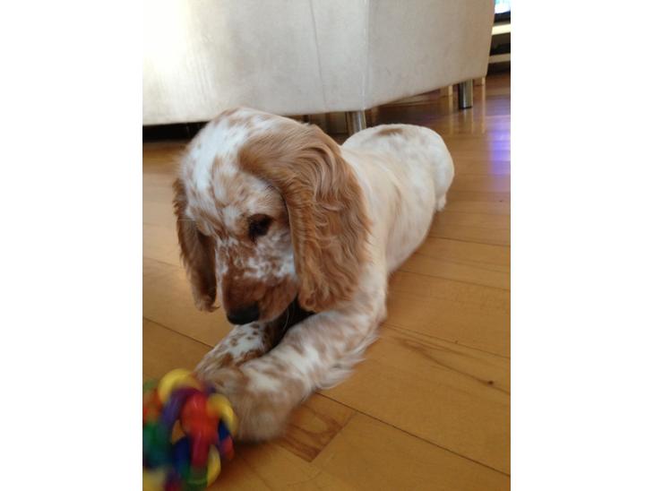 Cocker spaniel Simba billede 1
