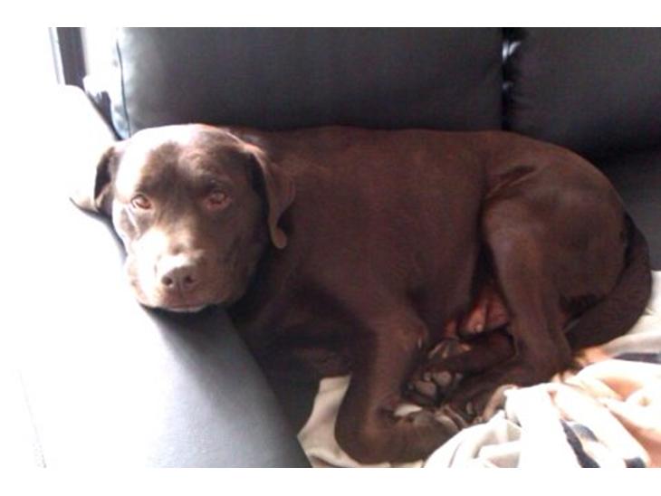 Labrador retriever Nanna  * - 6 år billede 10