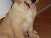 Golden retriever Ricco