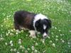 Shetland sheepdog Jubii [ Himmelhund]