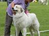Pyreneerhund Sandybear's Kassiopeia - Peia