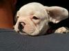 Fransk bulldog Karla