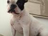 Fransk bulldog Mors prinsesse Lilje [Tidl. hund]