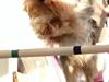 Yorkshire terrier Justin