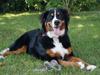 Berner sennenhund Amy [ Himmelhund]