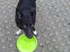Border collie Trunte