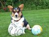 Welsh corgi cardigan Nelly